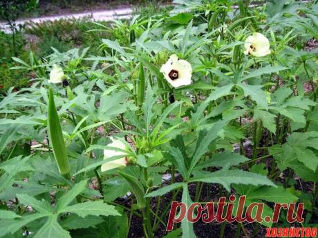 Думаете, у нас нельзя выращивать тропические культуры? Ошибаетесь Как растить бамию Думаете, у нас нельзя выращивать тропические культуры? Ошибаетесь! По крайней мере, одну можно. Речь, конечно же, про бамию. Ее выращивал еще наш знаменитый писатель А. Чехов. С тех пор много времени прошло, но бамия так и осталась культурой энтузиастов-одиночек...