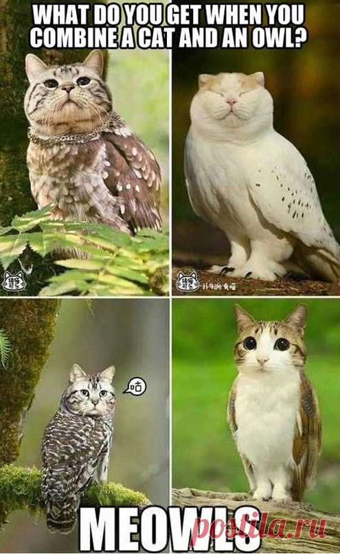 Что получим, если соединим кошек и сов? ))))