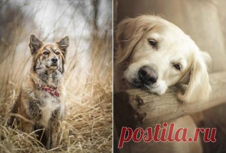 Таких крутых портретов собак еще никто не делал