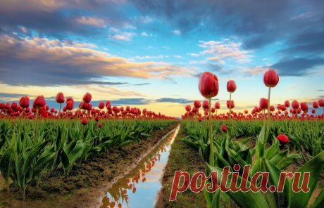 тюльпанчики