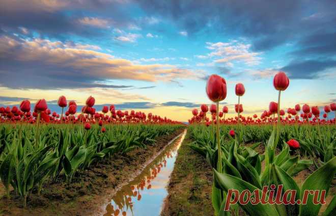 тюльпанчики