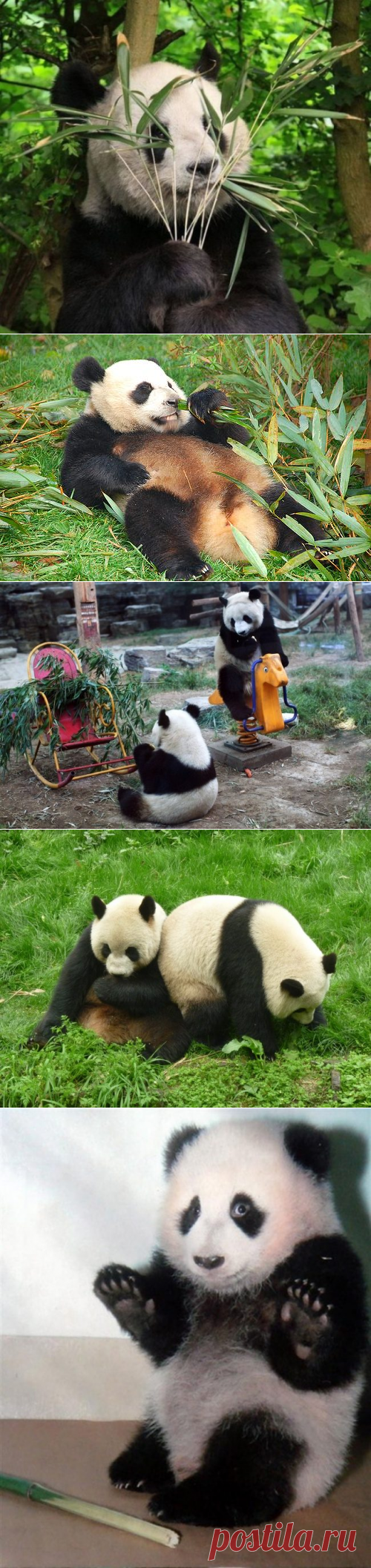 Очаровательные панды / Питомцы