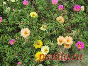 >> садовые цветы | Уют и тепло моего дома