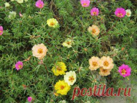 &gt;&gt; садовые цветы | Уют и тепло моего дома