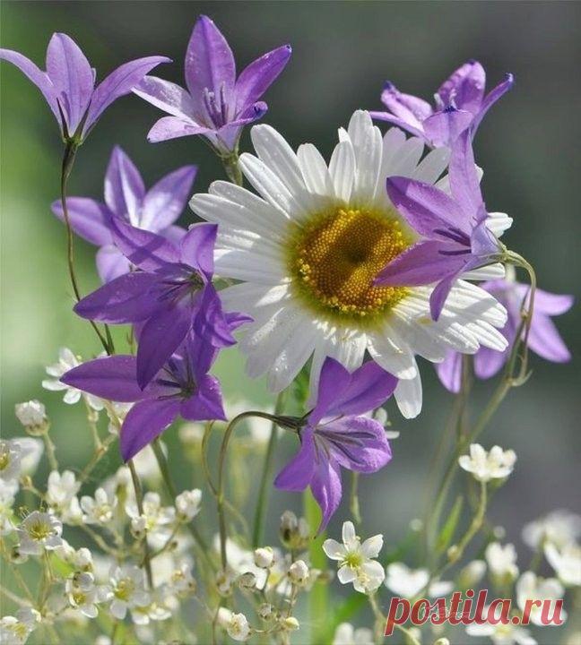 (20) Одноклассники