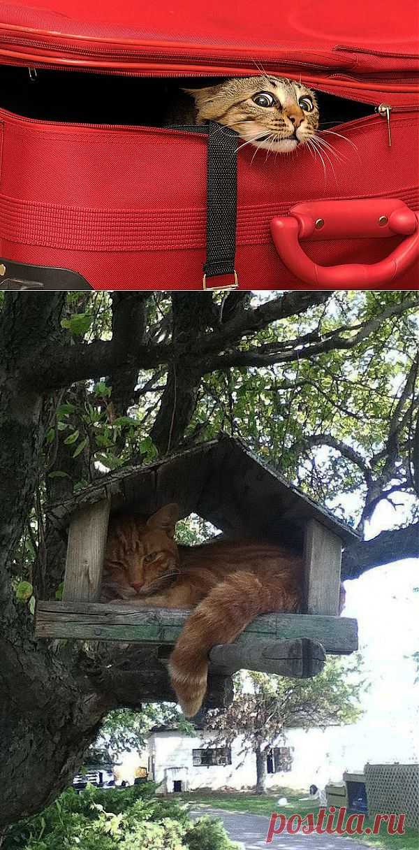 Игра в прятки с котом