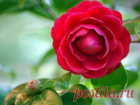 Картинки камелия, красная, бутоны, листья, фон - обои 1024x768, картинка №78658