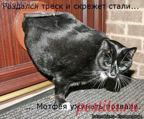 я - жирная??? на себя посмотри!!! Пока не доем - не уйду | KotoMail.ru