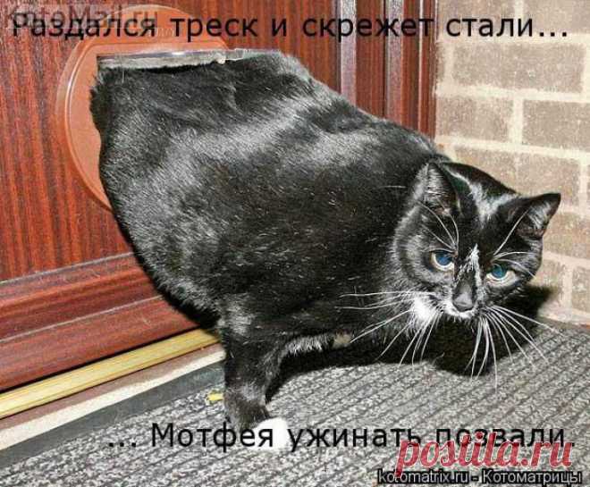 я - жирная??? на себя посмотри!!! Пока не доем - не уйду | KotoMail.ru
