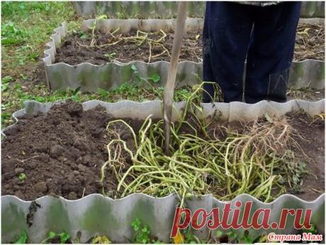 Как повысить плодородие почвы быстро и значительно! - Садоводка