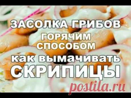 Засолка грибов горячим способом. Как вымачивать скрипицы