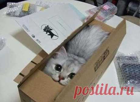 Разбирала коробки с ненужными вещами.......Нашла много интересного...И ПЯТЬ РАЗ КОТА!!!!))))