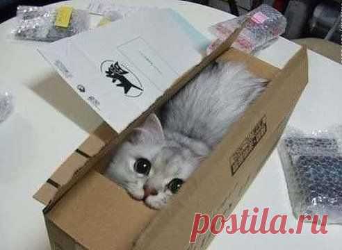 Разбирала коробки с ненужными вещами.......Нашла много интересного...И ПЯТЬ РАЗ КОТА!!!!))))