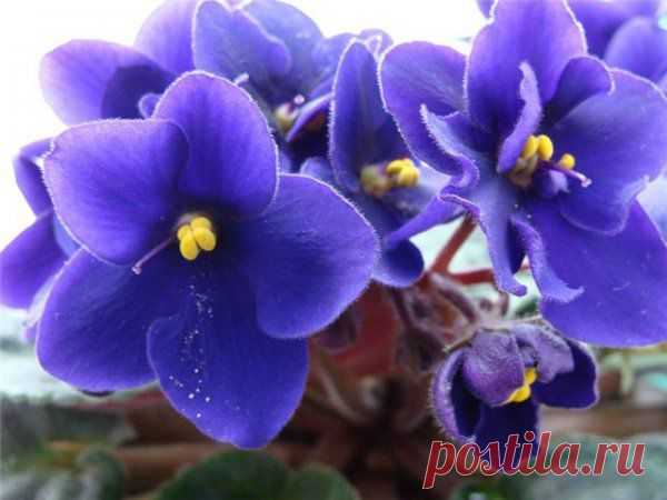Секреты пересадки фиалок | Хитрости жизни