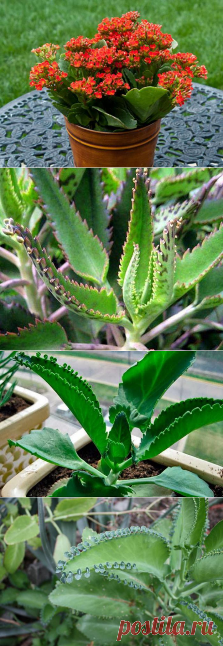 Каланхоэ: польза и вред для организма человека