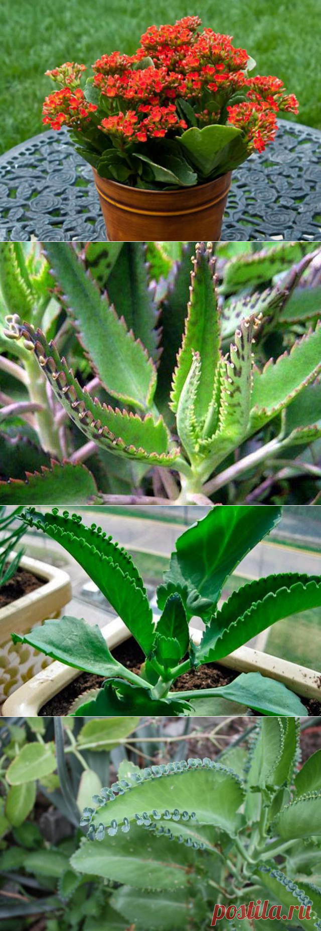 Каланхоэ: польза и вред для организма человека