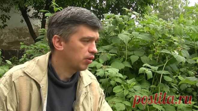 Супер урожай малины. Секрет обрезки.