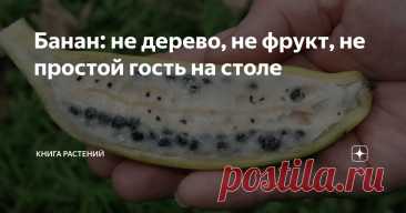 Банан: не дерево, не фрукт, не простой гость на столе Статья автора «Книга растений» в Дзене ✍: Здравствуйте, уважаемые читатели!

Сегодня в центре внимания один из самых противоречивых и при этом привычных героев фруктовой полки.