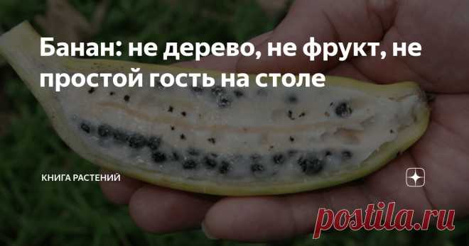 Банан: не дерево, не фрукт, не простой гость на столе Статья автора «Книга растений» в Дзене ✍: Здравствуйте, уважаемые читатели!

Сегодня в центре внимания один из самых противоречивых и при этом привычных героев фруктовой полки.