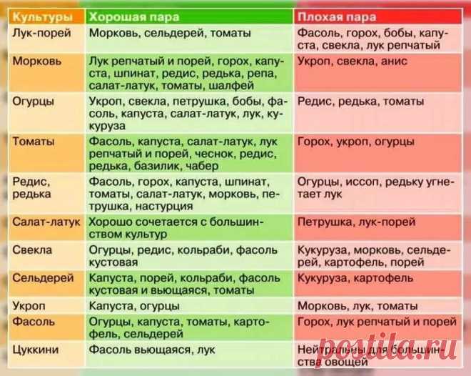что можно садить рядом с чесноком на одной грядке — Яндекс: нашлось 9 млн результатов