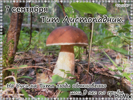 В этот прекрасный день, 7 сентября, поздравляем вас с праздником Тита Листопадника! Желаем крепкого здоровья, сил, чтобы справиться с любыми трудностями, и мира в вашем доме.