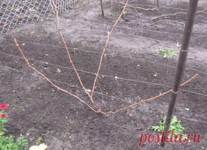 Обрезка винограда осенью для начинающих в картинках и с видео