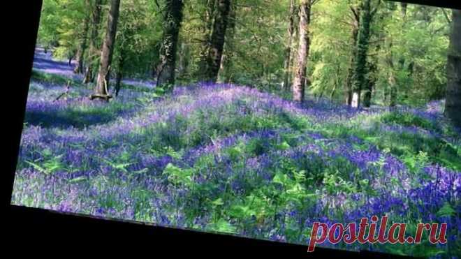 Братья Радченко - Медуница