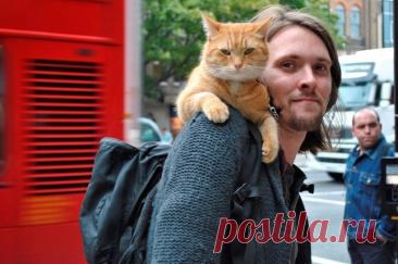 Про кота и музыканта