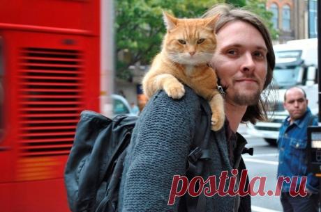 Про кота и музыканта