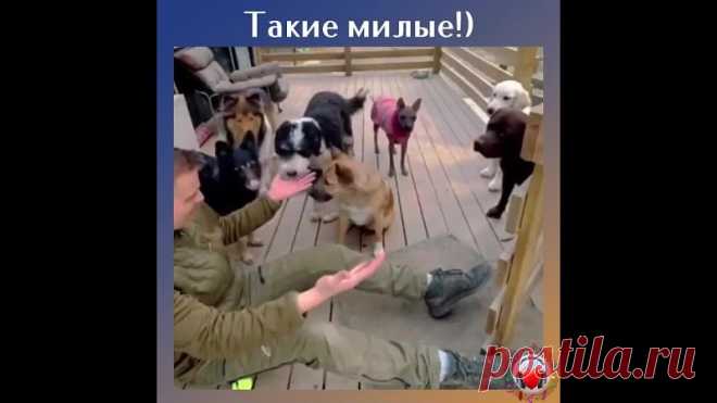 Собаки просто обожают фокусы и волшебство!