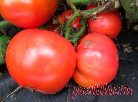 Лучшие низкорослые томаты для открытого грунта и теплицы без пасынкования - для Средней полосы России, Сибири и Урала