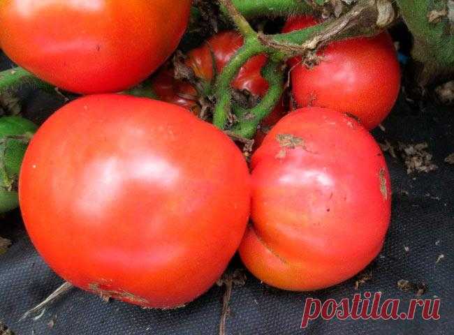 Лучшие низкорослые томаты для открытого грунта и теплицы без пасынкования - для Средней полосы России, Сибири и Урала