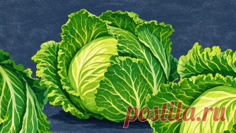 Диетолог рассказала, какие продукты защищают от рака. Для снижения риска развития онкологических заболеваний важно включать в рацион питания все виды капусты, руколу и овсяную кашу. Об этом "Москве 24" рассказала заведующая дневным стационаром федерального исследовательского центра ...