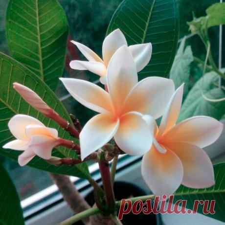 Комнатное растение Плумерия (Plumeria). Плумерия - редкое в комнатной культуре субтропическое растение. Чаще всего встречается плумерия красная (P.rubra) с цветками различной окраски. В природе плумерия - кустарник, поэтому для выращивания дома ей необходим объемный горшок. Высота растения может достигнуть 2 м. Выращивают плумерию ради крупных верхушечных соцветий, хотя длинные листья, заостренные на концах, смотрятся также весьма декоративно. Цветки пятилепестковые, крупные - белые или розовые.