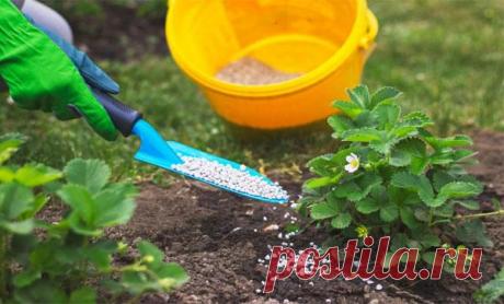 Чем и как удобрять клубнику весной для хорошего урожая, сроки и схемы