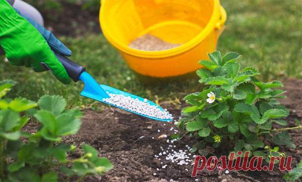 Чем и как удобрять клубнику весной для хорошего урожая, сроки и схемы