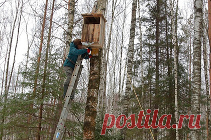 В Перми позаботились о диких птицах. Волонтеры Перми решили помочь совами пережить суровые морозы и изготовили для диких птиц зимние домики. Таким образом волонтеры из сообщества по спортивной орнитологии «Бердинг в Перми» решили позаботиться о здоровье длиннохвостых неясытей, которые обитают в Чернявском лесу.