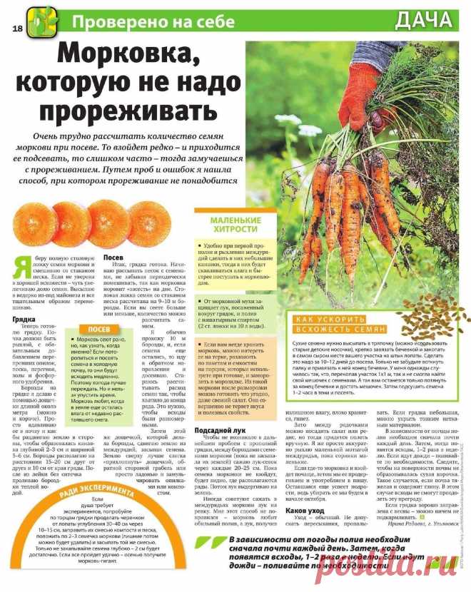 Морковка, которую не надо прореживать
