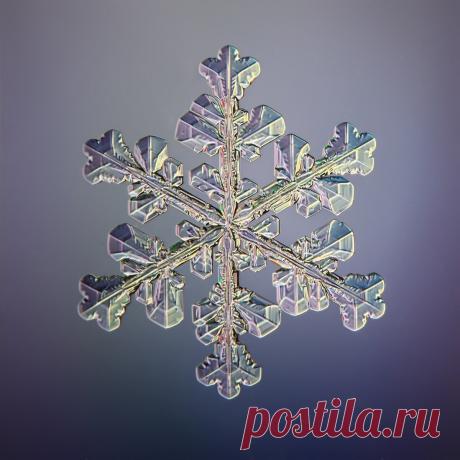 Не сразу поняла, как это снято: невероятной красоты снежинки (настоящие, сделано матушкой-природой и фотографом из Вологды) | Северяночка | Яндекс Дзен