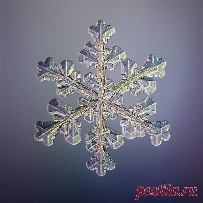 Не сразу поняла, как это снято: невероятной красоты снежинки (настоящие, сделано матушкой-природой и фотографом из Вологды) | Северяночка | Яндекс Дзен
