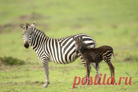 Вы когда-ниубдь видели шоколадную зебру в крапинку? Вот 7 редких фото необычного малыша