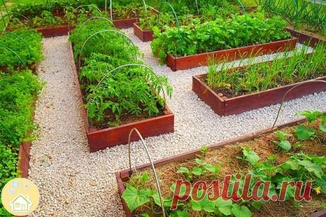 Советы огородникам.

Посадите по всему огороду баpхатцы. Осенью стебли бархатцев заделывают в почву - для отпугивания почвенных насекомых-вредителей и препятствует проникновению в почву зимующих жуков (например колорадского жука).

Провщлочник не выносит запаха бархатцев, это растение также избавляет от нематщды. На всех культурах, грядки которых окружены кустиками бархатцев, нет ни тли, ни других вредителей. Бархатцы также предотвращают или уменьшают многие грибковые забо...