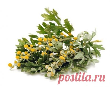 Полынь горькая: полезные свойства / Будьте здоровы