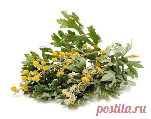 Полынь горькая: полезные свойства / Будьте здоровы