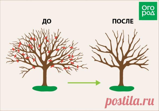 Как омолодить старую яблоню – полезные советы для начинающих