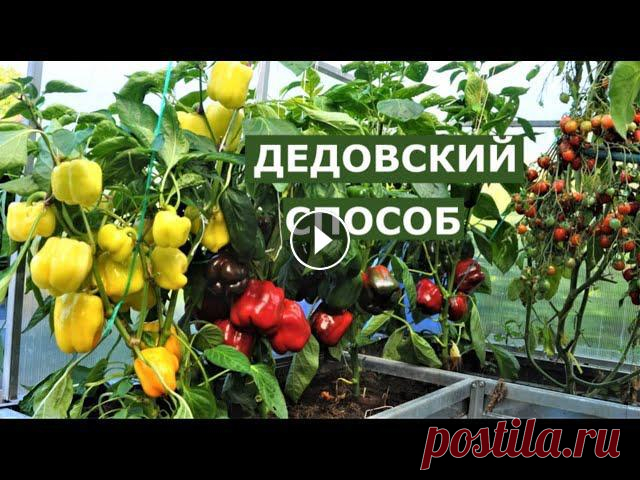 Коротко о способе получения высоких урожаев всех культур. Помощь каналу, карта Сбербанка - 4276 3800 7513 3459 На канале: Наталья Сморчкова и другие а...