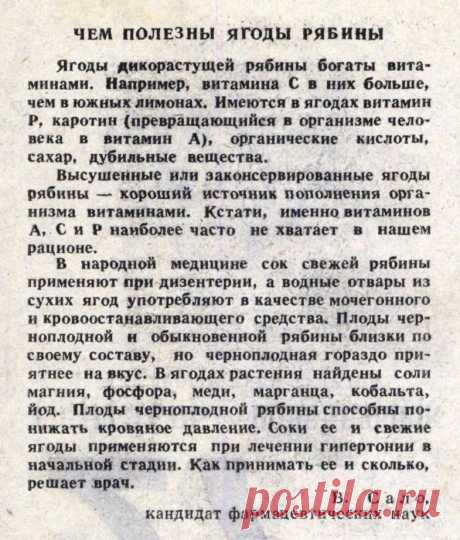 Чем полезны ягоды рябины