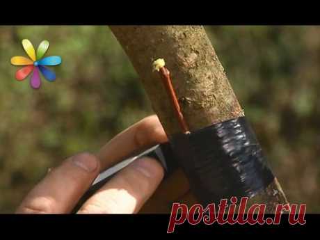 Как на одном дереве вырастить разные плоды – Все буде добре. Выпуск 1022 от 23.05.17