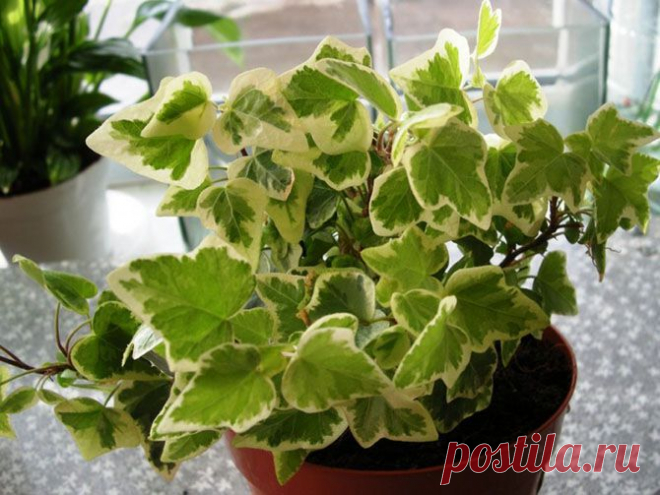 Комнатные растения которые хорошо очищают воздух и не требуют особого ухода! | Огород без хлопот