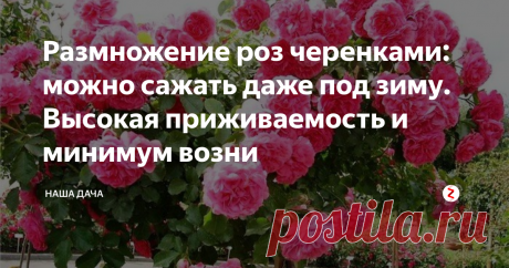 Размножение роз черенками: можно сажать даже под зиму. Высокая приживаемость и минимум возни За розами тетя Маша ухаживает трепетно и очень грамотно – она мне и рассказала о легком способе размножения цветов. После осенней обрезки обязательно к ней съезжу и разживусь черенками – хочу и у себя розы такие же посадить.